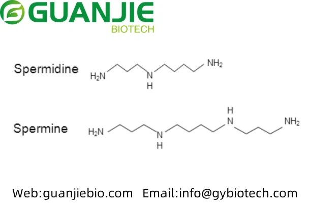 spermine and spermidine spermine and spermidine